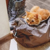 猫が『人の持ち物』に執着する理由4つ　スリスリしたがる理由や止めさせたいときの対処法も解説