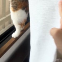 窓辺にいる猫を見たら、予想外の体勢で『ニャルソック』をしていて…微笑ましい瞬間が10万再生「すごいｗ」「かわいくて笑った」