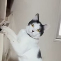 タンスを漁っていた猫→飼い主と目が合った次の瞬間…『まさかの展開』に「声出ちゃったｗ」「マンガみたいｗ」と笑ってしまう人が続出