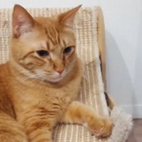 隣に『苦手なぬいぐるみ』があることに『気づいた猫』→次の瞬間……衝撃的な反応に「ナイスリアクションすぎるｗ」「ギャーーーｗ」と爆笑の声