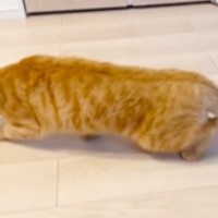 雷が鳴っていた日、『茶トラ猫の様子』を見たら…あまりにも尊い『歩き方』に「シャコタンすぎるｗ」「スローモーションかと思ったｗ」の声