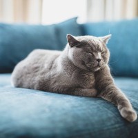 猫の名前を呼ぶと『来るとき・来ないとき』がある理由5つ　なぜ反応が変わるの？考えられる心理まで