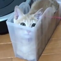 透明のケースに入る子猫→体勢を変えていくうちに…とんでもない『変顔になる瞬間』に「腹筋崩壊したｗ」「可愛すぎるｗ」と爆笑の声続出