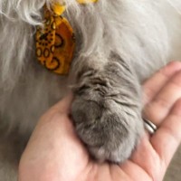 おやつが欲しくて『お手』をするネコ→表情を見ると……尊すぎる瞬間に２万いいね「なんて可愛いやつめ」「物欲しそうな瞳」とSNSで話題