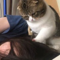 朝ごはんが食べたい猫→眠っている飼い主のもとにやってくると…『尊すぎる光景』が118万再生「爪立てない優しさに愛を感じる」「たまらん」