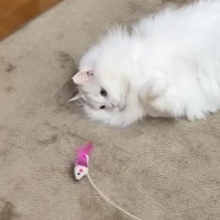 おもちゃで遊ぶ猫→ママに褒めてほしくて……あまりにも尊い『健気な行動』に「可愛すぎて反則」「いっぱい褒めてあげたくなる」と反響