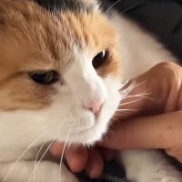 飼い主に甘えたくて『布団の上で猛アピールする三毛猫』…可愛すぎる光景に悶絶の声続出「可愛さに発狂しそうになった」「布団になりたい」
