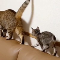 お姉ちゃん猫と遊びたい子猫→しっぽを追いかけ始めて…ほっこりする『日常の様子』に癒される人が続出「遊んであげてるｗ」「仲良しでいいな」
