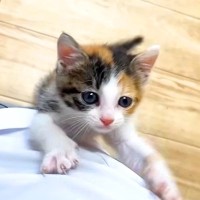 元気いっぱいな保護子猫→ずっと後を追いかけてきて…尊すぎる『微笑ましい光景』に「一生懸命走ってくる」「可愛いストーカー」と反響集まる