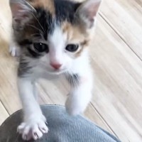 『ごはんの時間』になると、子猫がそわそわし始めて……愛おしい光景に「必死感が可愛すぎるｗ」「見ているだけで癒される」と９万再生