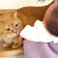 ママが生まれたばかりの赤ちゃんを猫に見せたら…『人見知り全開の反応』が可愛すぎると43万再生「面白いリアクションｗ」「見守ってる感ｗ」