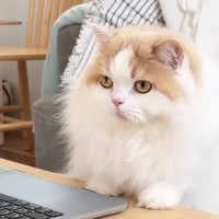 猫が『リモート会議』に参加した結果→名前を呼ばれると……『可愛すぎる反応』に笑ってしまう人が続出「平和な世界ｗ」「不思議だよねｗ」