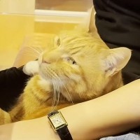 姉が遊びに来たら、恥ずかしがり屋な猫が…反則級に可愛い『まさかの行動』に「罪作りなにゃんこだなぁw」「沼にハマってさぁ大変」と反響