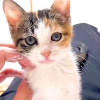 床の上で目覚めると、子猫がお腹の上にいて…最高すぎる『寝起きの光景』に「幸せなひと時だね」「もう少し寝たふりしたいな」と反響集まる