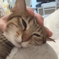 コタツを愛してやまない猫→暖かくなり、片づけた結果…撤去後の『かわいい反応』に「動揺してるｗ」「ちょっと寂しげｗ」と反響