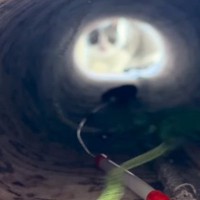 トンネルの向こう側にいる猫→おもちゃで誘い出した結果…まさかの『可愛すぎる瞬間』が1211万再生「ちょっとビビったｗ」「ズルイわ〜」