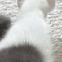 『猫の足』を見たら、『お花のような形』になっていて…たまらなく可愛い瞬間に３万いいね「ペシペシされたい」「けしからん」と悶絶の声