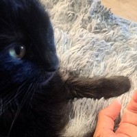 ソファに座ると愛猫がやってきて…次の瞬間→あまりにも尊すぎる『日課の様子』に２万いいね「めっちゃ可愛い」「たまらない」