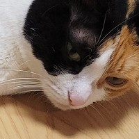床に寝転がっていた『三毛猫』を見ると……『幻の生物にそっくり』な可愛すぎる瞬間に１万いいね「新種だと思われる」「スリスリしたい」と話題