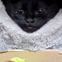 『ベッドでくつろぐ黒猫』を見たら→驚くレベルで『綺麗な形』になっていて…『まさかの光景』に３万いいね「お見事ｗ」「ジワジワきたｗ」