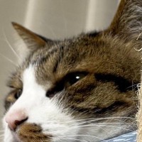 ベッドのフチに顔を乗せて『くつろいでいた猫』→アゴが……思わず笑ってしまう瞬間にSNSで反響「ジワジワきた」「めっちゃ好き」