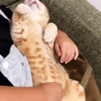 女の子の膝の上で『お腹を出してくつろいでいた猫』→顔を覗いてみると…尊すぎる『お昼寝中の光景』が34万再生「溶けてるｗ」「幸せそう」