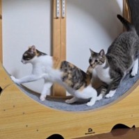 キャットホイールで遊ぶ猫たち→1匹が動き出したら…『まさかの展開』に爆笑の声「声出して笑ったｗ」「コントじゃんｗ」と21万再生