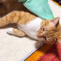 グルーミング用のグローブをはめていると、猫がやってきて…幸せいっぱいな光景に「愛情たっぷりのエステｗ」「ニヤニヤしちゃったｗ」の声