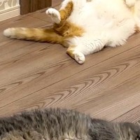 暖かい春、ふと『床』を見ると…猫たちの『微笑ましい様子』に１万いいね「いっぱい落ちてるｗ」「春だから仕方ないｗ」と笑う人続出