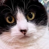 猫が『舌を出した瞬間』に撮影→可愛く撮れたと思ったら…『予想外すぎる光景』に１万いいね「首柔らかいｗ」「ウナギ犬もといウナギ猫ｗ」