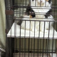 『あ、可愛い！』と思って『集合していた猫たち』を撮った結果…まさかの『衝撃的な表情』に「メンチ切ってる感好きｗ」「何があったｗ」