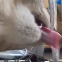 猫が蛇口の水を飲む姿がまるで運動部男子…想像以上に『ワイルドな飲み方』に「マネージャーと恋が始まりそう」「男らしくて素敵」と４万いいね