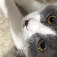 マットの上でくつろぐ2匹の猫→『おてて』と『おてて』が……たまらなく可愛い瞬間に「フュージョンｗ」「朝からよだれ出た」と反響
