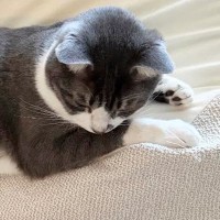 クッションでくつろいでいた白猫→同居猫もくつろぎに来た結果…笑撃の展開に「絶望感が伝わる」「格ゲーのフィニッシュシーンｗ」と反響