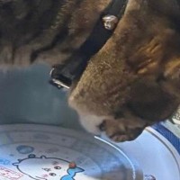『おやつを食べている2匹の猫』を見たら…あまりにも食べづらそうな『まさかの状況』に「ニュースタイルｗ」「気にしてなさそうｗ」と爆笑の声