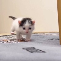 ようやく目が見えてきた『赤ちゃん猫』→よちよち歩きで…『尊い瞬間』に涙が出てくると４万いいね「曇り無き目で進む姿に号泣」「愛しすぎる」