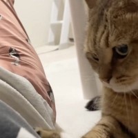 ママが帰宅してくつろぎ始めると、猫が近づいてきて……『可愛すぎる行動』に癒される人が続出「うらやましい」「ほのぼの癒された」