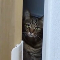 部屋の前にいた猫→ドアをゆらゆら動かして…まさかの『毎晩のルーティン』に「吹いちゃったｗ」「真顔がシュールｗ」と笑う人が続出