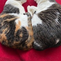『とっても仲良しな2匹の猫』が一緒に眠っているところを見ると…完璧に『シンクロした瞬間』に反響「超絶癒されたｗ」「めっちゃかわいい」