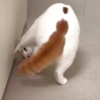 ３連続で前転を披露する猫…あまりにも『綺麗な動き』がスゴすぎるとSNSで反響「おもしろかっこいい」「笑いが止まらないｗ」「身体能力高い」