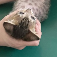 生後2か月の子猫を動物病院に連れて行った結果…『診察中の様子』に笑ってしまうと反響「かわいすぎるｗｗ」「めんごいなぁ」