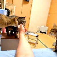 ネコたちに向かって、指を差し出してみたら…想像以上に『羨ましい光景』に反響「何らかの特殊な匂いがでているのかも」「ニャンコパラダイス」