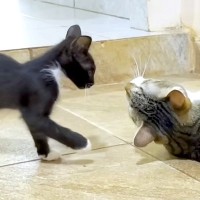 保護して１ヶ月の子猫→先住猫と交流させると…『愛を感じる対応』にほっこりする人が続出「本当に素敵な光景」「頼もしくて優しい」と絶賛