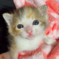 とっても小さな赤ちゃん猫が成長した結果…生後1週間から現在までの『成長記録』に「ずーっとかわいい」「2週間目がやばい」と悶絶の声