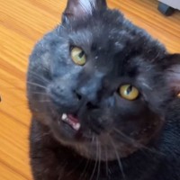 『ボス猫を保護』して1日目→先住猫たちと初めて対面した結果…笑ってしまう展開が61万再生「どっちが先住猫やねんｗｗ」「おじさんｗ」