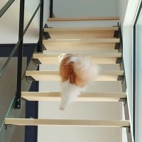 階段を上がって『パパを起こしに行く猫』→部屋の前に到着すると…尊すぎる光景が18万再生「一連の動きがかわいい」「もふもふがたまらない」