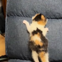 まだ目も開いていない赤ちゃん猫が『椅子の背もたれ』で…思わず応援したくなる光景が10万再生「しっぽがたまらん」「めっちゃ可愛い」
