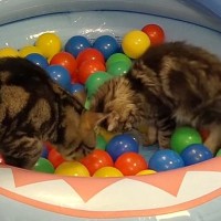 猫たちが『ボールプール』で遊んだ結果→遊び疲れた子猫が…可愛すぎる光景が1056万再生「何回もツッコミたくなったｗ」「楽しい遊び場」