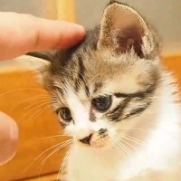 『寂しげな表情をしていた子猫』を撫でてあげると…たまらなく可愛い反応が82万再生「すごいニヤけちゃった」「癒されますなぁ」