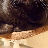 人嫌いだった保護猫が今では『変顔』を見せてくれて…かわいすぎる表情に「なんてお茶目」「ベストショット」とSNSで反響